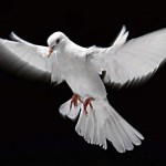 paz