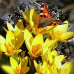flores_com_borboleta