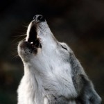 lobo_a_uivar